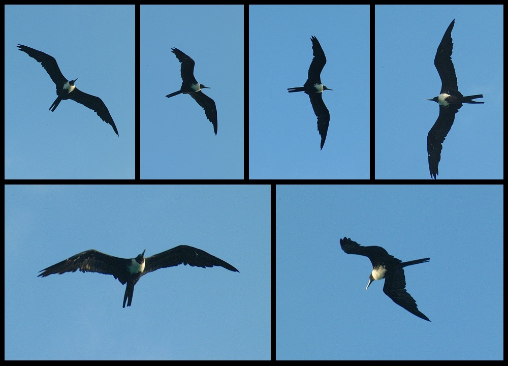 (03) montage (magnificent frigatebird).jpg   (1000x720)   178 Kb                                    Click to display next picture